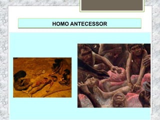 HOMO ANTECESSOR
 
