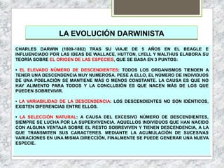 LA EVOLUCIÓN DARWINISTA
CHARLES DARWIN (1809-1882) TRAS SU VIAJE DE 5 AÑOS EN EL BEAGLE E
INFLUENCIADO POR LAS IDEAS DE WALLACE, HUTTON, LYELL Y MALTHUS ELABORA SU
TEORÍA SOBRE EL ORIGEN DE LAS ESPECIES, QUE SE BASA EN 3 PUNTOS:
• EL ELEVADO NÚMERO DE DESCENDIENTES: TODOS LOS ORGANISMOS TIENDEN A
TENER UNA DESCENDENCIA MUY NUMEROSA. PESE A ELLO, EL NÚMERO DE INDIVIDUOS
DE UNA POBLACIÓN SE MANTIENE MÁS O MENOS CONSTANTE. LA CAUSA ES QUE NO
HAY ALIMENTO PARA TODOS Y LA CONCLUSIÓN ES QUE NACEN MÁS DE LOS QUE
PUEDEN SOBREVIVIR.
• LA VARIABILIDAD DE LA DESCENDENCIA: LOS DESCENDIENTES NO SON IDÉNTICOS,
EXISTEN DIFERENCIAS ENTRE ELLOS.
• LA SELECCIÓN NATURAL: A CAUSA DEL EXCESIVO NÚMERO DE DESCENDIENTES,
SIEMPRE SE LUCHA POR LA SUPERVIVENCIA. AQUELLOS INDIVIDUOS QUE HAN NACIDO
CON ALGUNA VENTAJA SOBRE EL RESTO SOBREVIVEN Y TIENEN DESCENDENCIA, A LA
QUE TRANSMITEN SUS CARACTERES. MEDIANTE LA ACUMULACIÓN DE SUCESIVAS
VARIACIONES EN UNA MISMA DIRECCIÓN, FINALMENTE SE PUEDE GENERAR UNA NUEVA
ESPECIE.
 