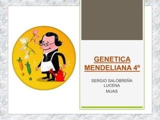 GENETICA
MENDELIANA 4º
SERGIO SALOBREÑA
LUCENA
MIJAS
 