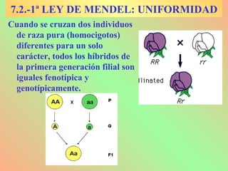 7.2.-1ª LEY DE MENDEL: UNIFORMIDAD
Cuando se cruzan dos individuos
de raza pura (homocigotos)
diferentes para un solo
carácter, todos los híbridos de
la primera generación filial son
iguales fenotípica y
genotípicamente.
 