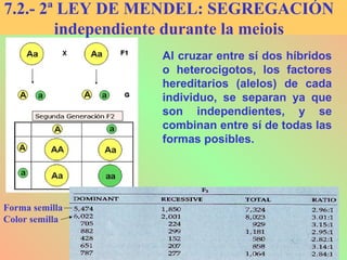Al cruzar entre sí dos híbridos
o heterocigotos, los factores
hereditarios (alelos) de cada
individuo, se separan ya que
son independientes, y se
combinan entre sí de todas las
formas posibles.
7.2.- 2ª LEY DE MENDEL: SEGREGACIÓN
independiente durante la meiois
Forma semilla
Color semilla
 