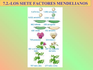 7.2.-LOS SIETE FACTORES MENDELIANOS
 