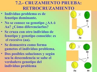 7.2.- CRUZAMIENTO PRUEBA:
RETROCRUZAMIENTO
• Individuo problema es de
fenotipo dominante.
• No se conoce su genotipo ¿AA ó
Aa? ¿Cómo diferenciarlos?
• Se cruza con otro individuo de
fenotipo y genotipo conocido: es
el recesivo (aa).
• Se demuestra como forma
gametos el individuo problema.
• Dos posibles soluciones y según
sea la descendencia se sabe el
verdadero genotipo del
individuo problema
 
