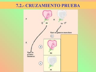 7.2.- CRUZAMIENTO PRUEBA
 