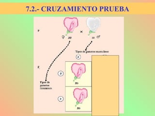 7.2.- CRUZAMIENTO PRUEBA
 