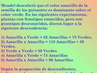Mendel descubrió que el color amarillo de la
semilla de los guisantes es dominante sobre el
color verde. En los siguientes experimentos,
plantas con fenotipos conocidos, pero con
genotipos desconocidos, dieron lugar a la
siguiente descendencia:
1) Amarilla x Verde = 82 Amarillas + 78 Verdes.
2) Amarilla x Amarilla = 118 Amarillas + 39
Verdes.
3) Verde x Verde = 50 Verdes
4) Amarilla x Verde = 74 Amarillas
5) Amarilla x Amarilla = 90 Amarillas
Según la proporción de descendientes,
 