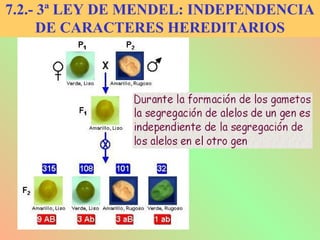 7.2.- 3ª LEY DE MENDEL: INDEPENDENCIA
DE CARACTERES HEREDITARIOS
 