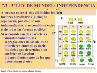Si se consideran dos caracteres
simultáneamente, las
segregaciones de los alelos no
interfieren entre sí, es decir,
los alelos que determinan un
carácter se heredan
independientemente de los que
determinan el otro.
Al cruzar entre sí dos dihíbridos los
factores hereditarios (alelos) se
separaran, puesto que son
independientes, y se combinan entre
sí de todas las formas posibles.
7.2.- 3ª LEY DE MENDEL: INDEPENDENCIA
 