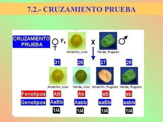 7.2.- CRUZAMIENTO PRUEBA
 