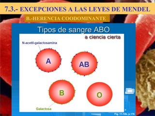 7.3.- EXCEPCIONES A LAS LEYES DE MENDEL
B.-HERENCIA COODOMINANTE
Fig. 11-10b, p.176
Tipos de sangre ABOTipos de sangre ABO
 