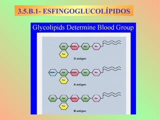 3.5.B.1- ESFINGOGLUCOLÍPIDOS
 