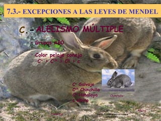 7.3.- EXCEPCIONES A LAS LEYES DE MENDEL
19
Dr. Antonio Barbadilla
Tema 3: Principios mendelianos y
extensiones
19
ALELISMO MÚLTIPLE
• Grupos AB0
• Color pelaje conejo
C+ > Cch > Ch > c
C+ Salvaje
Cch Chinchilla
Ch Himalaya
c albino
Chinchilla
Himalaya
Albino
C.-
 