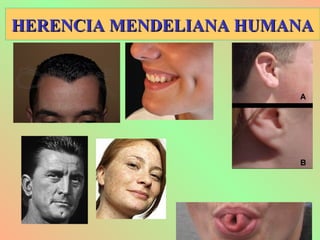 HERENCIA MENDELIANA HUMANAHERENCIA MENDELIANA HUMANA
 