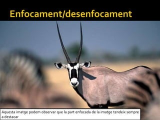 Aquesta imatge podem observar que la part enfocada de la imatge tendeix sempre
a destacar
 