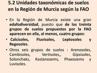 5.2 Unidades taxonómicas de suelos
en la Región de Murcia según la FAO
• En la Región de Murcia existe una gran
edafodiversidad, puesto que de los treinta
grupos de suelos propuestos por la FAO
aparecen en ella, al menos, cuatro grupos:
• Calcisoles,
Fluvisoles,
Leptosoles
y
Regosoles.
• Otros seis grupos de suelos : Arenosoles,
Cambisoles,
Vertisoles,,
Gipsisoles,
Solonchaks, Kastanozems, Phaeozems y
Luvisoles.

 