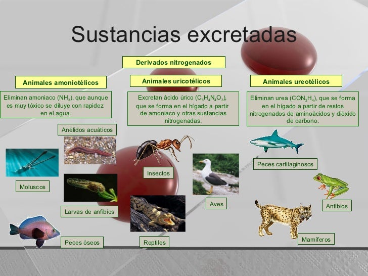 Resultado de imagen de animales ureotÃ©licos