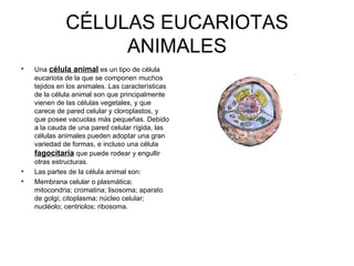 CÉLULAS EUCARIOTAS ANIMALES Una  célula animal  es un tipo de célula eucariota de la que se componen muchos tejidos en los animales. Las características de la célula animal son que principalmente vienen de las células vegetales, y que carece de pared celular y cloroplastos, y que posee vacuolas más pequeñas. Debido a la cauda de una pared celular rígida, las células animales pueden adoptar una gran variedad de formas, e incluso una célula  fagocitaria  que puede rodear y engullir otras estructuras. Las partes de la célula animal son:  Membrana celular o plasmática; mitocondria; cromatina; lisosoma; aparato de golgi; citoplasma; núcleo celular; nucléolo; centriolos; ribosoma. 