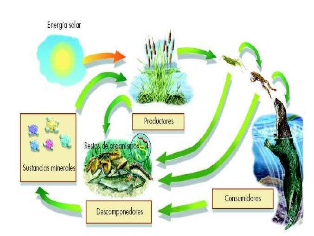 Tema 7 los intercambios de materia