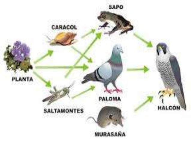 Tema 7 los intercambios de materia y energía