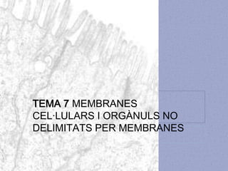 TEMA 7 MEMBRANES
CEL·LULARS I ORGÀNULS NO
DELIMITATS PER MEMBRANES

 