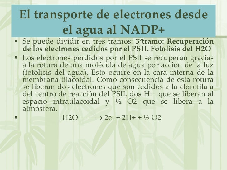 acelerador del metabolismo experiencia