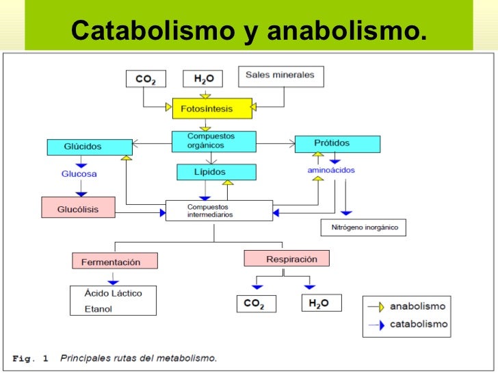Esquema Sobre El Catabolismo Images Images and Photos finder