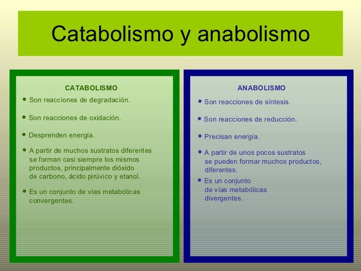 Tema 7 Metabolismo Celular Catabolismo