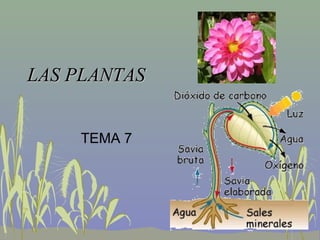 LAS PLANTASLAS PLANTAS
TEMA 7
 