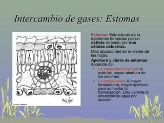 Intercambio de gases: EstomasIntercambio de gases: Estomas
• Estomas: Estructuras de la
epidermis formadas por un
ostiolo rodeado por dos
células oclusivas.
• Más abundantes en el envés de
las hojas.
• Apertura y cierre de estomas:
depende de:
• La intensidad luminosa: A
más luz, mayor abertura de
los estomas.
• La temperatura: A mayor
temperatura, mayor apertura
para aumentar la
transpiración. Ésta permite la
absorción de agua por
succión.
 