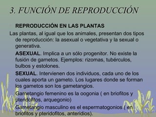 3. FUNCIÓN DE REPRODUCCIÓN3. FUNCIÓN DE REPRODUCCIÓN
• REPRODUCCIÓN EN LAS PLANTAS
Las plantas, al igual que los animales, presentan dos tipos
de reproducción: la asexual o vegetativa y la sexual o
generativa.
• ASEXUAL. Implica a un sólo progenitor. No existe la
fusión de gametos. Ejemplos: rizomas, tubérculos,
bulbos y estolones.
• SEXUAL. Intervienen dos individuos, cada uno de los
cuales aporta un gameto. Los lugares donde se forman
los gametos son los gametangios.
• Gametangio femenino es la oogonia ( en briofitos y
pteridofitos, arquegonio)
• Gametangio masculino es el espermatogonios ( en
briofitos y pteridofitos, anteridios).
 