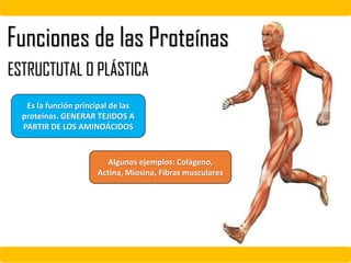 Funciones de las Proteínas
ESTRUCTUTAL O PLÁSTICA
Es la función principal de las
proteínas. GENERAR TEJIDOS A
PARTIR DE LOS AMINOÁCIDOS
Algunos ejemplos: Colágeno,
Actina, Miosina, Fibras musculares
 