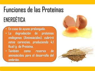 ENERGÉTICA
• En caso de ayuno prolongado.
• La degradación de proteínas
endógenas (Aminoácidos), cubrirá
estas carencias, produciendo 4,1
Kcal/g de Proteína.
• También como reserva de
aminoácidos para el desarrollo del
embrión.
Funciones de las Proteínas
 
