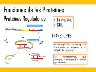 Funciones de las Proteínas
Proteínas Reguladoras • La insulina.
• STH.
TRANSPORTE
La hemoglobina se encarga de
transportar el oxígeno y el
dióxido de carbono
Las lipoproteínas, que
transporta colesterol y ácidos
grasos libres
Proinsulina
Preproinsulina
 