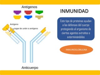 INMUNIDAD
Este tipo de proteínas ayudan
a las defensas del cuerpo
protegiendo al organismo de
ciertos agentes extraños o
exterminándolos
INMUNOGLOBULINA
 
