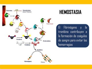 El Fibrinógeno y la
trombina contribuyen a
la formación de coágulos
de sangre para evitar las
hemorragias
HEMOSTASIA
 