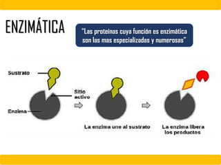 ENZIMÁTICA “Las proteínas cuya función es enzimática
son las mas especializadas y numerosas”
 
