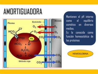 AMORTIGUADORA Mantienen el pH interno
como el equilibrio
osmótico en diversos
medios.
Es la conocida como
función homeostática de
las proteínas
HEMOGLOBINA
 
