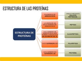 ESTRUCTURA DE LAS PROTEÍNAS
ESTRUCTURA DE
PROTEÍNAS
 