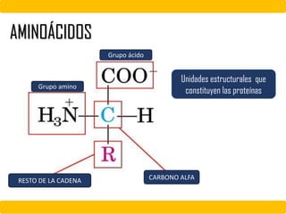 RESTO DE LA CADENA
Grupo amino
Grupo ácido
CARBONO ALFA
AMINOÁCIDOS
Unidades estructurales que
constituyen las proteínas
 