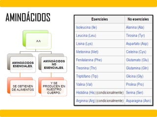 AMINOÁCIDOS
 