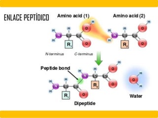 ENLACE PEPTÍDICO
 