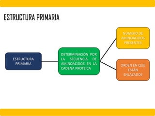 ESTRUCTURA PRIMARIA
ESTRUCTURA
PRIMARIA
DETERMINACIÓN POR
LA SECUENCIA DE
AMINOÁCIDOS EN LA
CADENA PROTEICA
NÚMERO DE
AMINOÁCIDOS
PRESENTES
ORDEN EN QUE
ESTÁN
ENLAZADOS
 