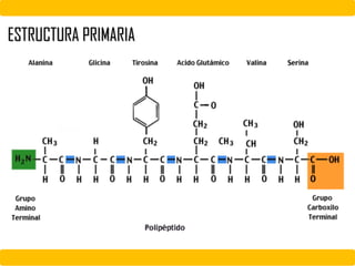ESTRUCTURA PRIMARIA
 