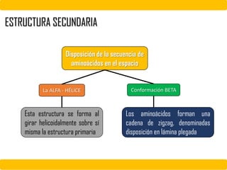 ESTRUCTURA SECUNDARIA
Disposición de la secuencia de
aminoácidos en el espacio
La ALFA - HÉLICE Conformación BETA
Esta estructura se forma al
girar helicoidalmente sobre sí
misma la estructura primaria
Los aminoácidos forman una
cadena de zigzag, denominadas
disposición en lámina plegada
 