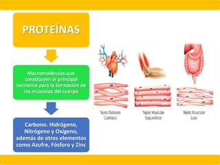 PROTEÍNAS
Macromoléculas que
constituyen el principal
nutriente para la formación de
los músculos del cuerpo
Carbono. Hidrógeno,
Nitrógeno y Oxígeno,
además de otros elementos
como Azufre, Fósforo y Zinc
 