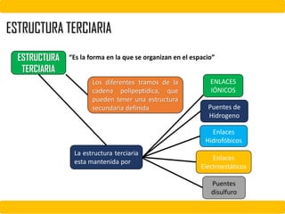 ESTRUCTURA TERCIARIA
ESTRUCTURA
TERCIARIA
“Es la forma en la que se organizan en el espacio”
Los diferentes tramos de la
cadena polipeptídica, que
pueden tener una estructura
secundaria definida
La estructura terciaria
esta mantenida por
ENLACES
IÓNICOS
Puentes de
Hidrogeno
Enlaces
Hidrofóbicos
Enlaces
Electroestáticos
Puentes
disulfuro
 