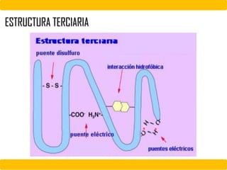 ESTRUCTURA TERCIARIA
 