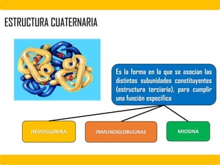 ESTRUCTURA CUATERNARIA
Es la forma en la que se asocian las
distintas subunidades constituyentes
(estructura terciaria), para cumplir
una función especifica
HEMOGLOBINA INMUNOGLOBULINAS MIOSINA
 