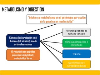 METABOLISMO Y DIGESTIÓN
“inician su metabolismo en el estómago por acción
de la pepsina en medio ácido”
Continúa la degradación en el
duodeno (pH alcalino), donde
actúan las enzimas
El resultado son péptidos
pequeños (dipéptidos) y
aminoácidos libres
Resultan péptidos de
tamaño variable
Proteasa pancreática e
intestinales
Tripsina
Quimotripsina y
Carboxipeptidasas
 