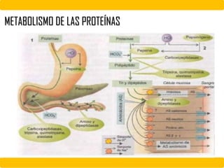 METABOLISMO DE LAS PROTEÍNAS
 